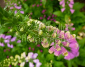 foxgloves, flowers, duke gardens, botanical, duke, gardens, green, purple, blossoms