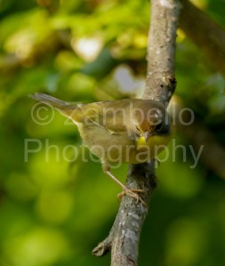 warbler, bird, birding, bird watching, nature, wildlife, north carolina, triangle land conservancy, nature preserve
