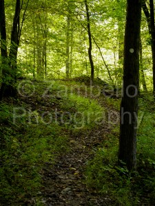 forest, trail, path, durham, north carolina, falls lake, trees, sunset, light