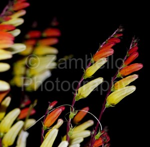 flowers, night, evening, photography, blossoms, petals, duke gardens, red, yellow