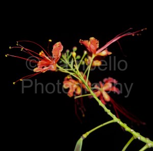 flowers, night, evening, photography, blossoms, petals, duke gardens, red, yellow