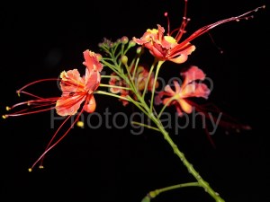 flowers, night, evening, photography, blossoms, petals, duke gardens, red, yellow