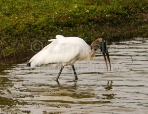 birding, birds, wood, stork, florida, wading, water