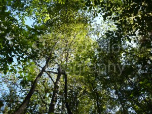 trees, sunlight, sky, leaves, woods, forest