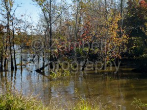fall, autumn, foliage, leaves, orange, yellow, red, lake, water, falls lake, trees, forest