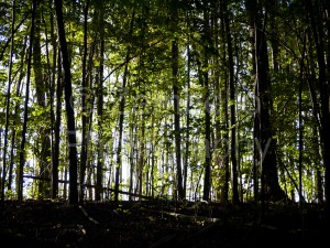 forest, foliage, autumn, fall, green, silhouette, woods, trees, falls lake, park, nature, wildlife