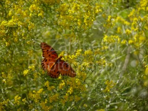 butterfly, flowers, florida, field, photography, wings
