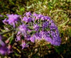flower, wildflower, purple, growing, plant, environment, wildlife, nature, petals, blossoms
