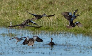 birds, birding, bird watching, teal, waterfowl, florida, water, flight, flying