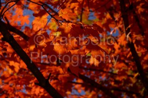 fall, autumn, red, crimson, leaves, foliage, duke, nature, wildlife