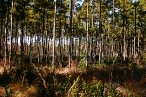 pine, plantation, trees, forest, georgia