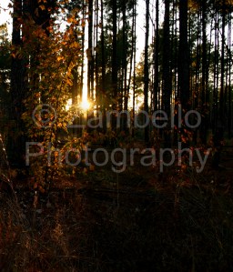 sunset, forest, trees, plantation, pine, nature, georgia