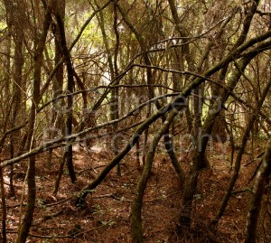 trees, thicket, forest, natural, georgia, nature