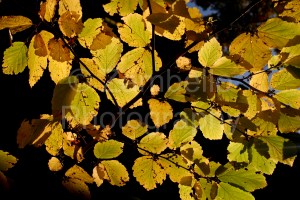 autumn, foliage, leaves, gold, yellow, duke, north carolina
