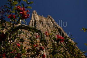 duke chapel, camellias, duke, north carolina, flowers