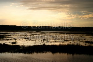 birding, birds, lake mattamuskeet, north carolina