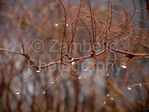 droplets, rain, drew, plant, branch, north carolina