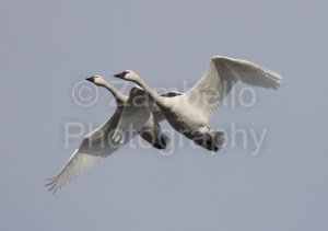 tundra swans, swans, birding, birds, bird watching, lake mattamuskeet, lake pocosin, migration, waterfowl, north carolina, winter