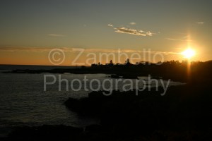 owl, snowy owl, birding, birds, bird watching, maine, coastline, sunset, ducks, waterfowl, biddeford, winter, 2014, 2015
