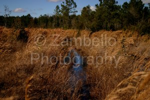 georgia, forest, pine, ecology, environment, road, field work