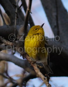 warbler, pine, birds, duke gardens