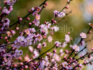 blossoms, duke gardens, spring