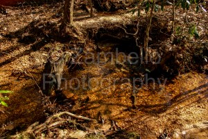 water, stream, alabama, forest