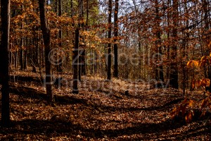 forest, alabama, trees