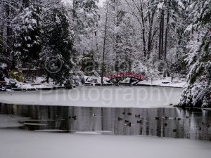 birding, duke gardens, snow, winter