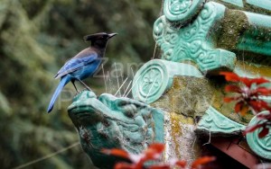 stellar's jay, golden gate park, san francisco, california