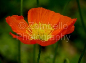 stellar's jay, golden gate park, san francisco, california, windmill, flower