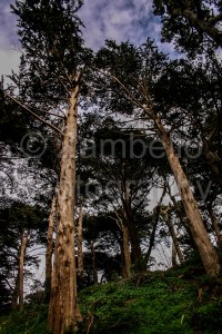 stellar's jay, golden gate park, san francisco, california