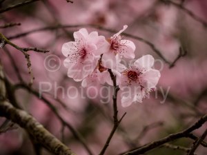 blossoms, flowers, duke gardens, north carolina, spring