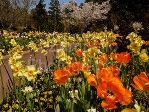 tulip, duke gardens, flowers, spring