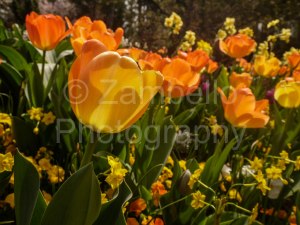 tulip, flowers, spring, duke gardens