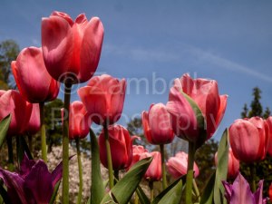 tulips, flowers, spring, duke gardens