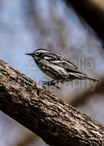 birding, warbler, spring, north carolina
