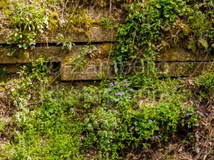 spring, flowers, birding