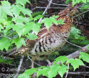 grouse, birding, maine
