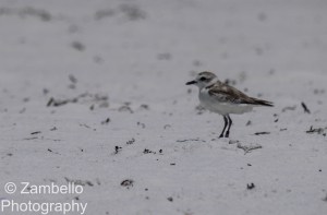snowy plover