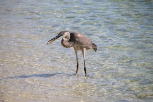 ocean, pollution, florida, heron, birding