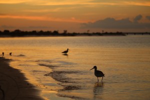 sunset, shorebird, nature, florida