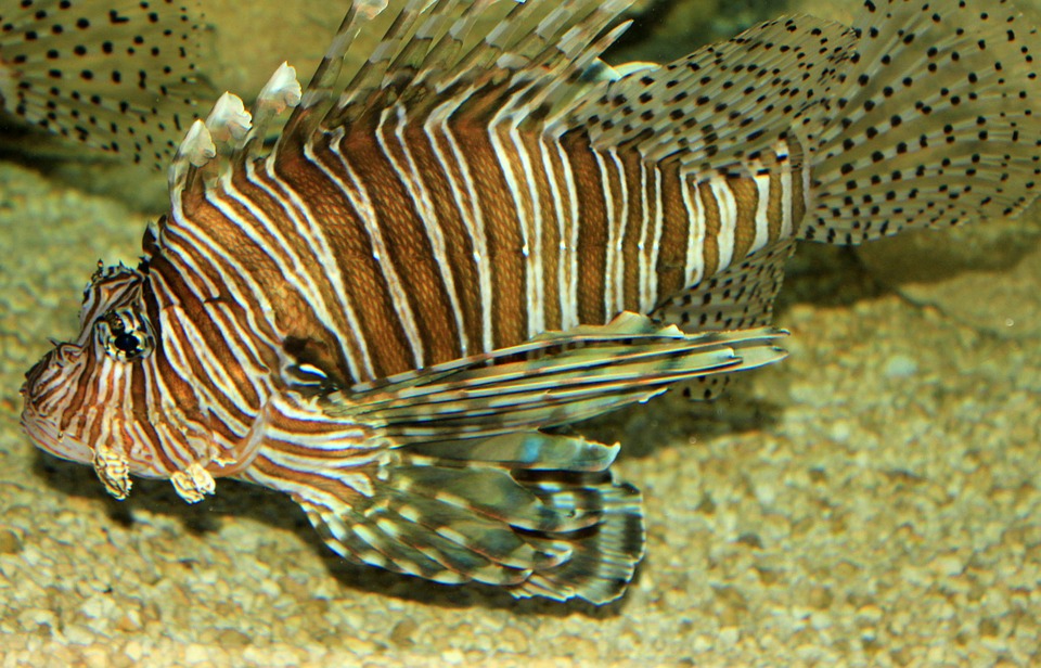 lionfish, nature, florida, invasive species, fish