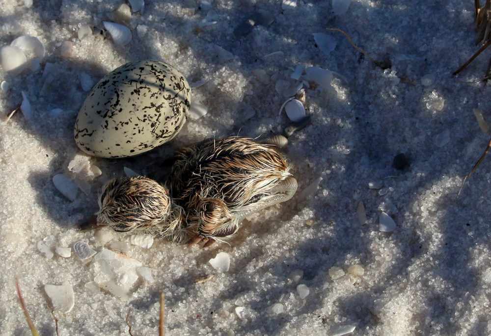plover, chick, baby, bird, birding, florida