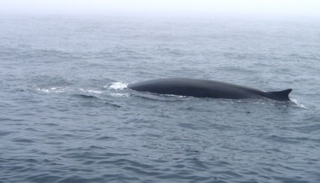 whale, nature, maine