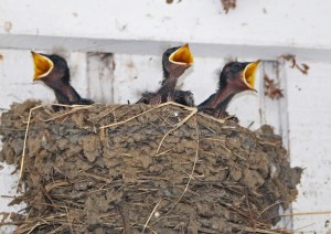 barn swallow, baby, nature, georgia