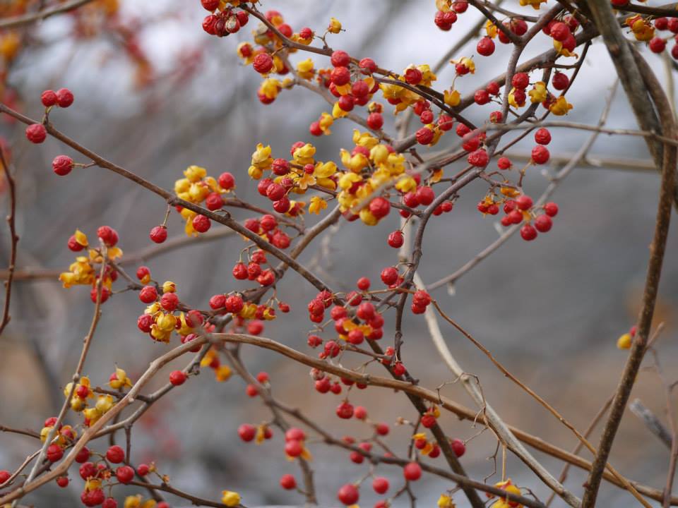 maine, nature, berries, landscape