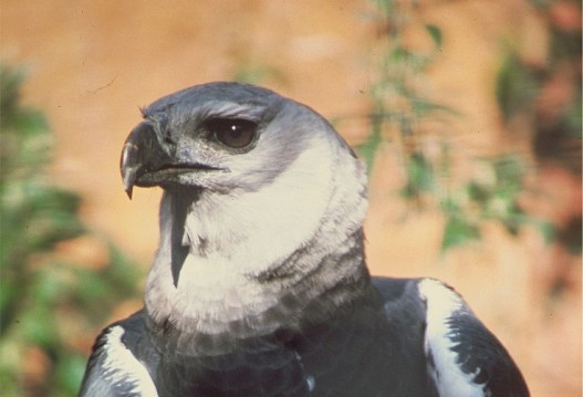 harpy eagle, nature