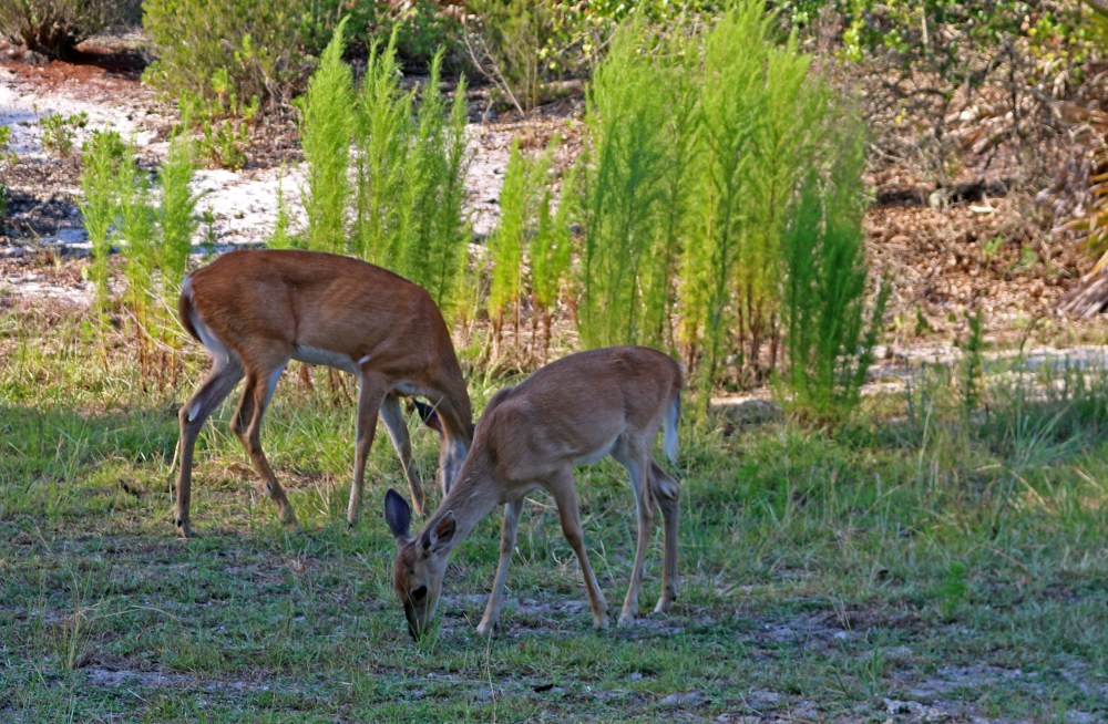 deer, nature, state park
