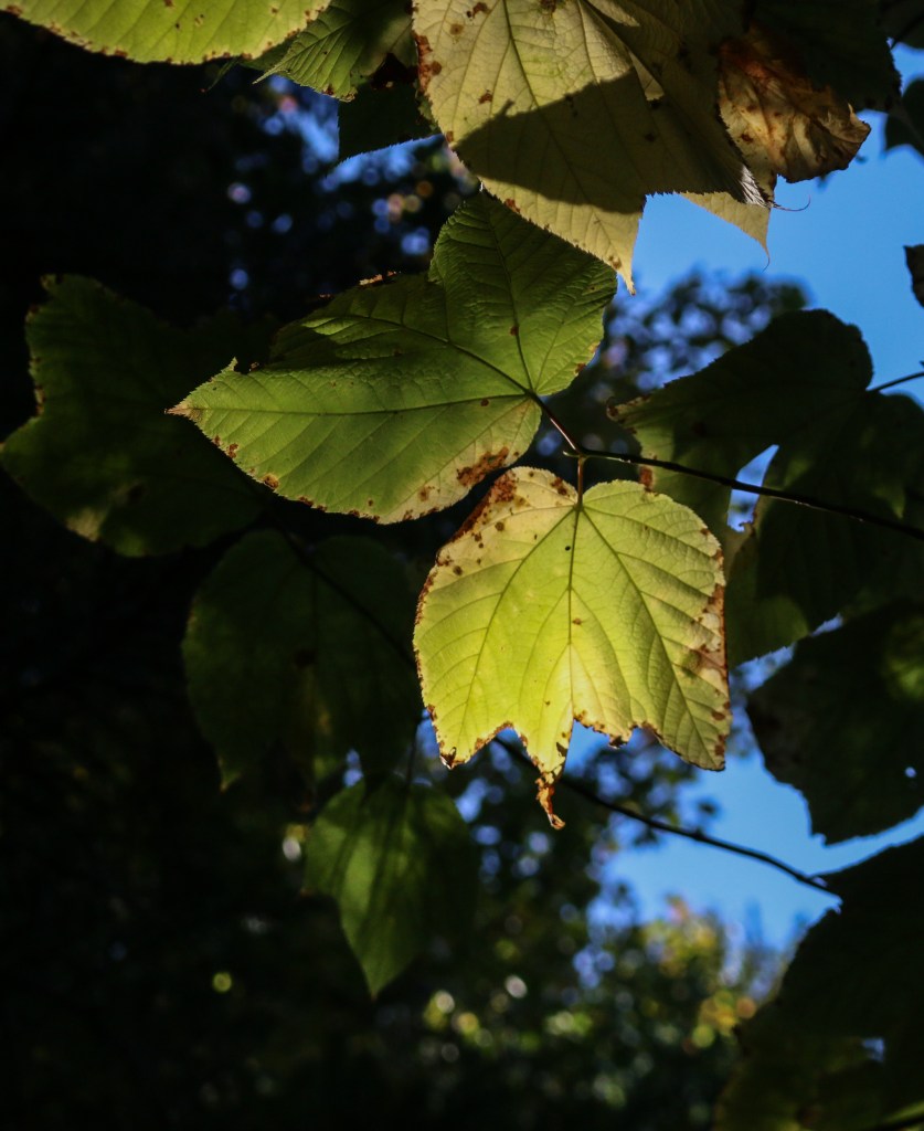 maine, nature, travel